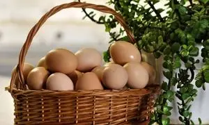 تخم مرغ گیاهی نیو اگ؛ شگفتی نمایشگاه ارگانیک 1404