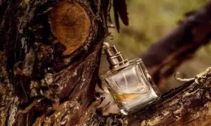 عطر تلخ مردانه؛ انتخابی استراتژیک برای جلسات کاری و مهمانی‌های رسمی
