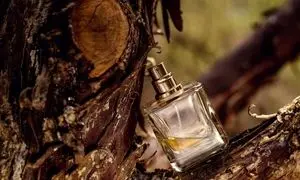 عطر تلخ مردانه؛ انتخابی استراتژیک برای جلسات کاری و مهمانی‌های رسمی